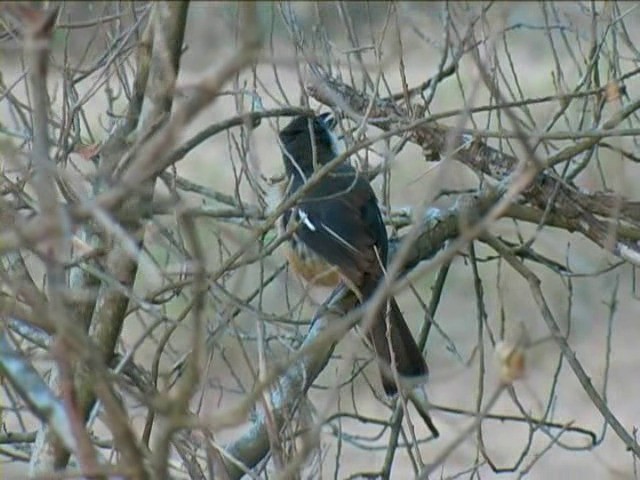 Southern Boubou - ML201054441