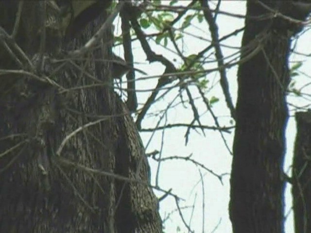 スズゴエヤブモズ - ML201054451