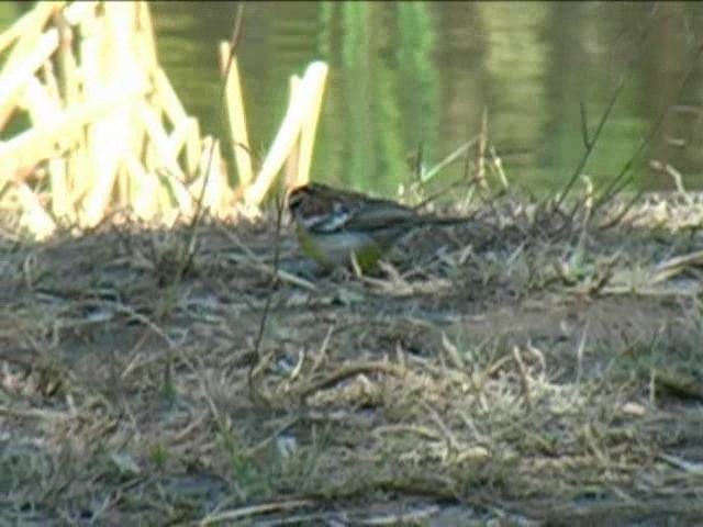 Golden-breasted Bunting - ML201054471