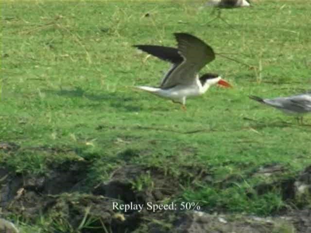 Африканский водорез - ML201054511