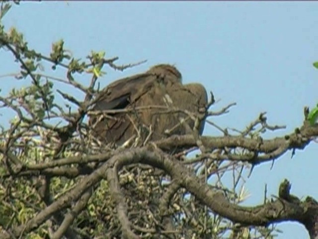 White-backed Vulture - ML201054551