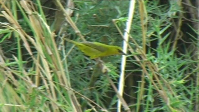 Spectacled Weaver (Yellow-throated) - ML201054581