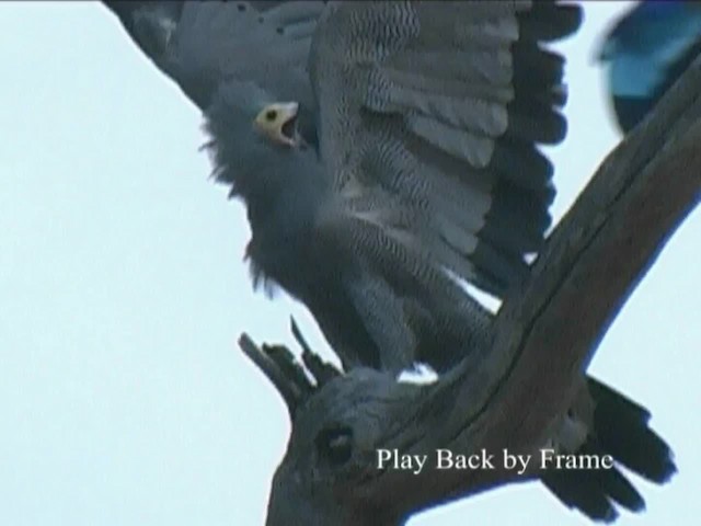 African Harrier-Hawk - ML201054701