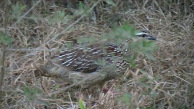 Francolin huppé (groupe sephaena) - ML201054781