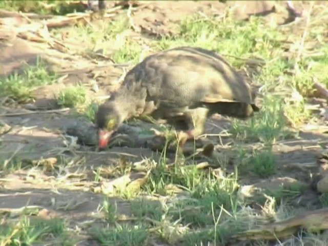 Red-billed Spurfowl - ML201054791