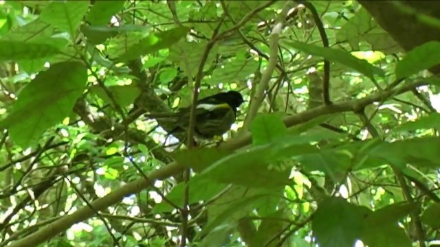 Hihi de Nouvelle-Zélande - ML201054801