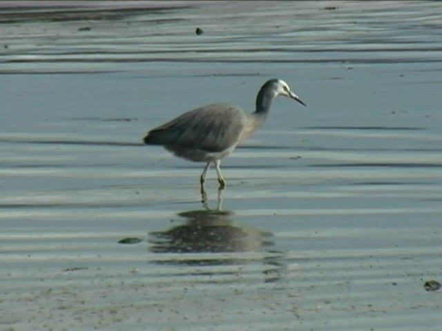 White-faced Heron - ML201054861