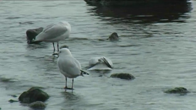 Mouette de Buller - ML201054901