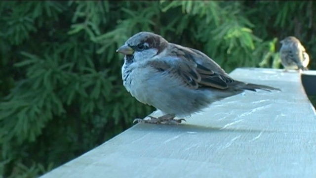 Moineau domestique - ML201054931