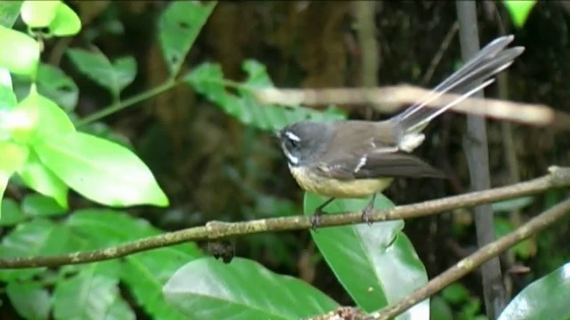 New Zealand Fantail - ML201054961
