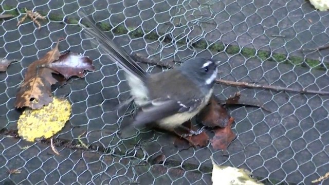 New Zealand Fantail - ML201054971
