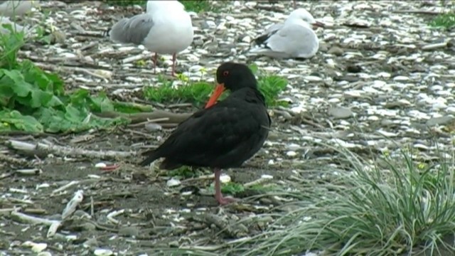 Variable Oystercatcher - ML201055001