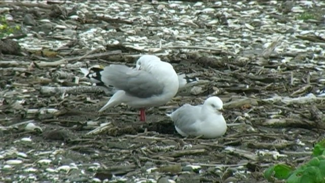 Австралийская чайка (scopulinus) - ML201055011