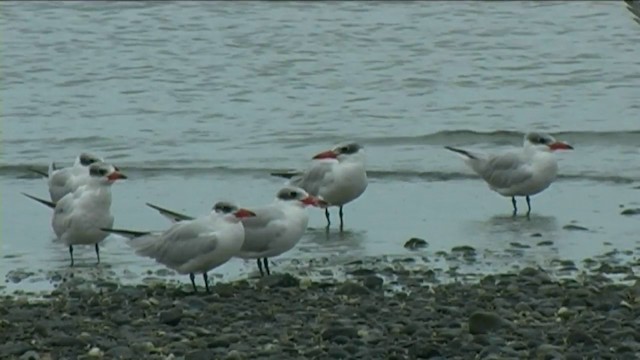 Caspian Tern - ML201055101