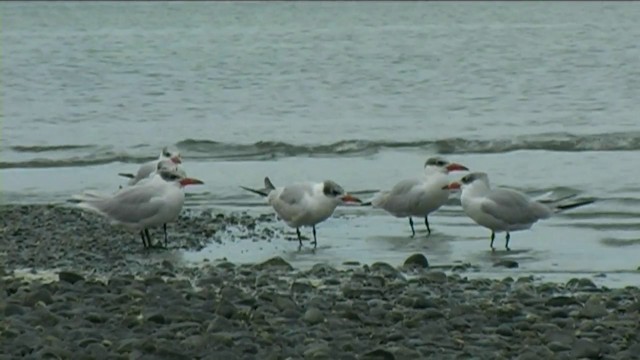 Caspian Tern - ML201055111