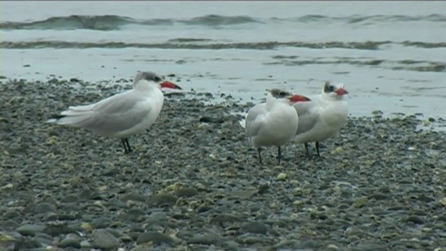 Caspian Tern - ML201055141