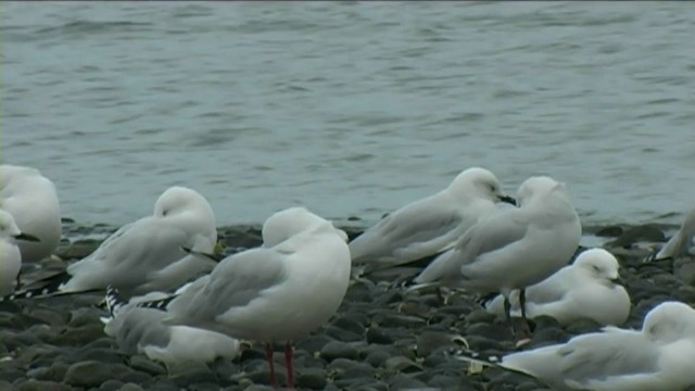 Silver Gull (Red-billed) - ML201055171