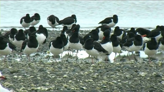 South Island Oystercatcher - ML201055191