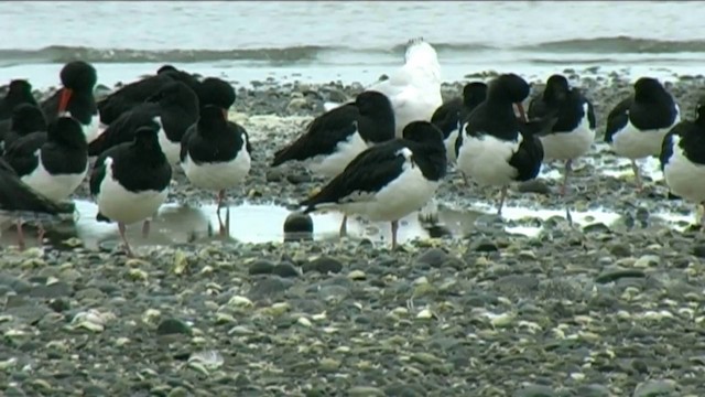 South Island Oystercatcher - ML201055201