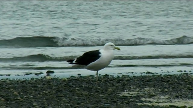 Kelp Gull - ML201055221