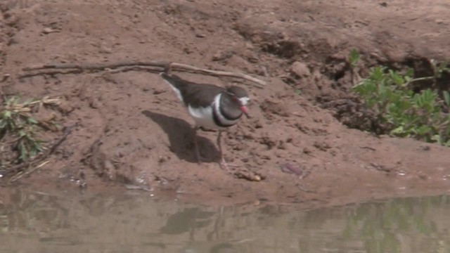 Three-banded Plover (African) - ML201055271