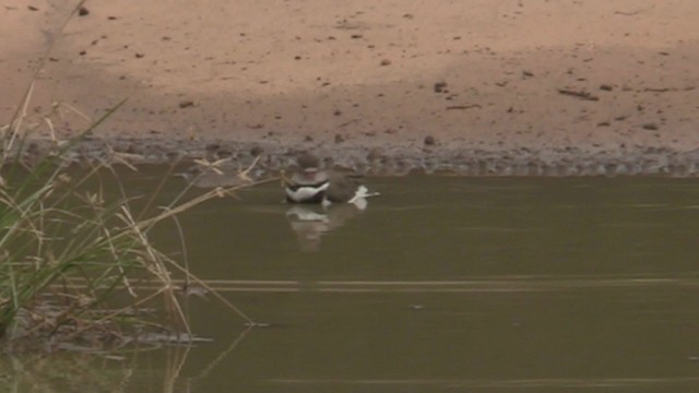 Three-banded Plover (African) - ML201055281