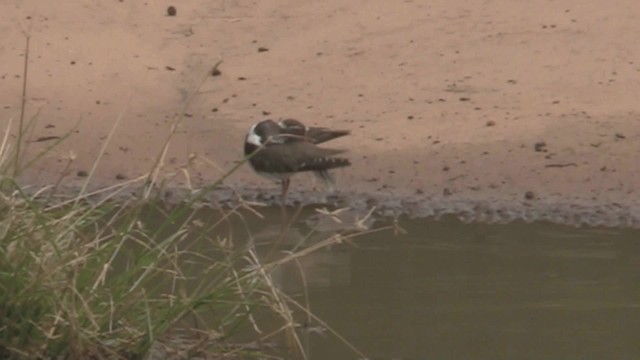 Three-banded Plover (African) - ML201055291