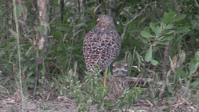 Spotted Thick-knee - ML201055361