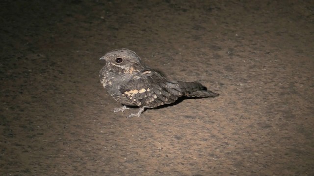 Fiery-necked Nightjar - ML201055381