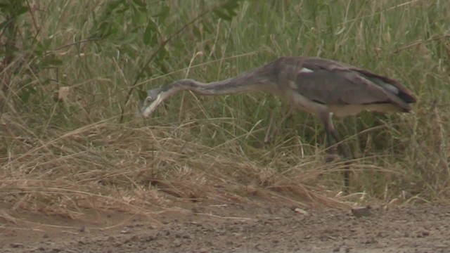 Black-headed Heron - ML201055411