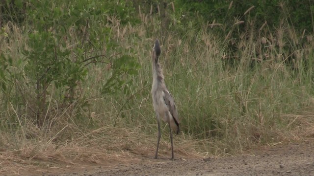 Black-headed Heron - ML201055421