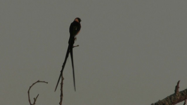 Eastern Paradise-Whydah - ML201055481