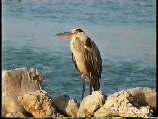 Gray Heron (Gray) - ML201055611