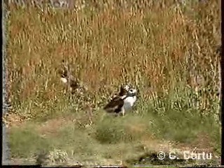 Atlantic Puffin - ML201055651