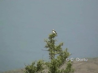 Eastern Black-eared Wheatear - ML201056041