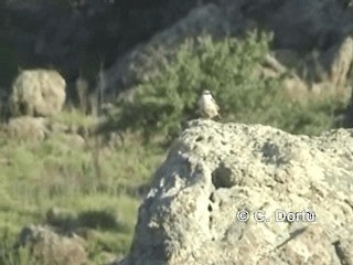 Sittelle de Neumayer - ML201056201