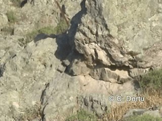 Sittelle de Neumayer - ML201056211