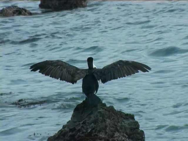 Cormoran varié - ML201056321