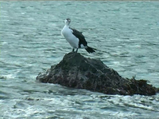 Pied Cormorant - ML201056331