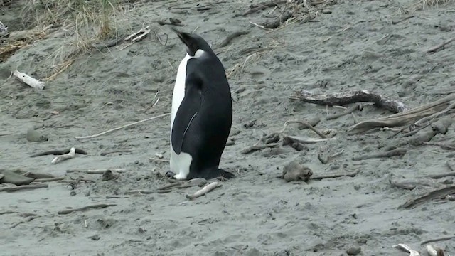 Императорский пингвин - ML201056441