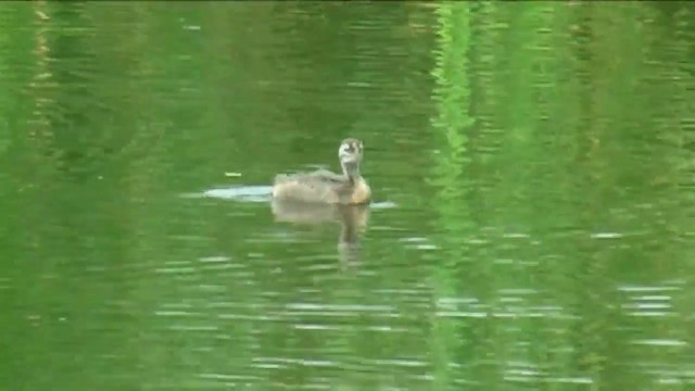 New Zealand Grebe - ML201056521