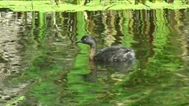 New Zealand Grebe - ML201056551