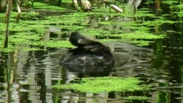 New Zealand Grebe - ML201056561