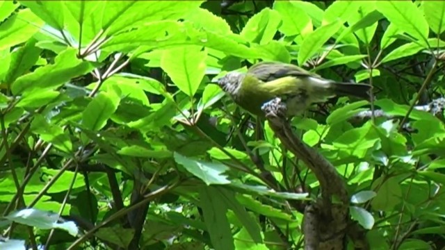 New Zealand Bellbird - ML201056581