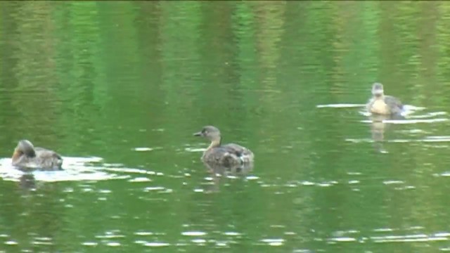 New Zealand Grebe - ML201056591