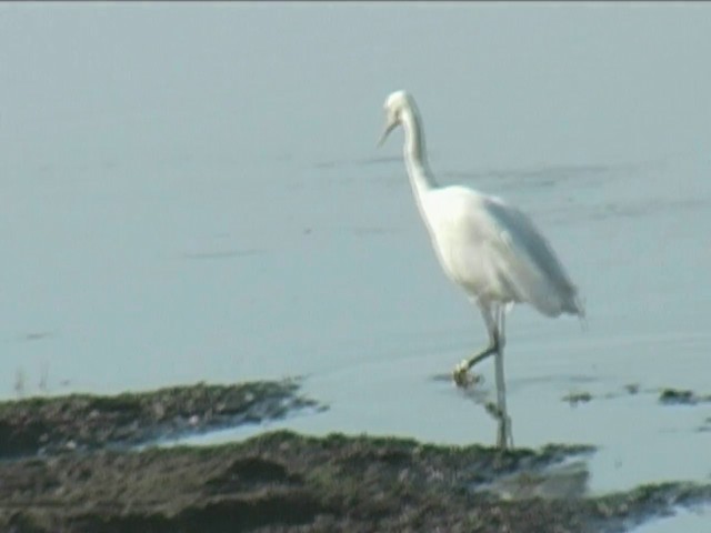 Yellow-billed Egret - ML201056611