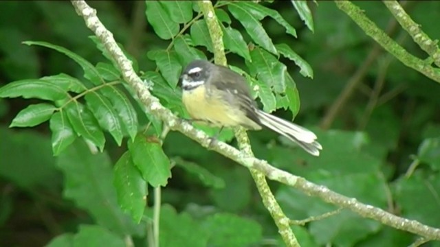 New Zealand Fantail - ML201056641