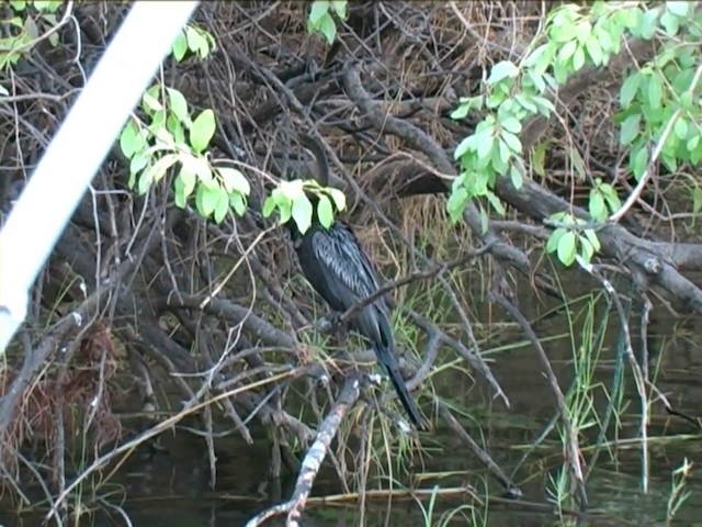 Afrika-Schlangenhalsvogel - ML201056671