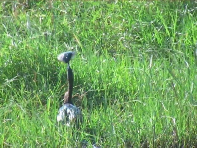 Afrika-Schlangenhalsvogel - ML201056681