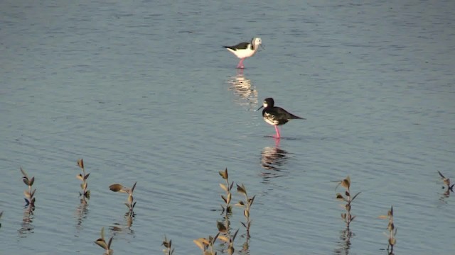 Pied x Black Stilt (hybrid) - ML201056941